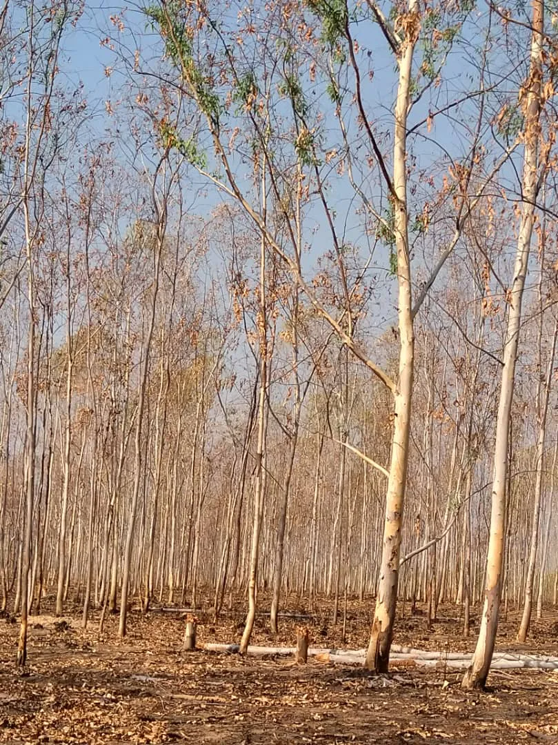 Young eucalyptus plantation — Zimbabwean commercial timber crop