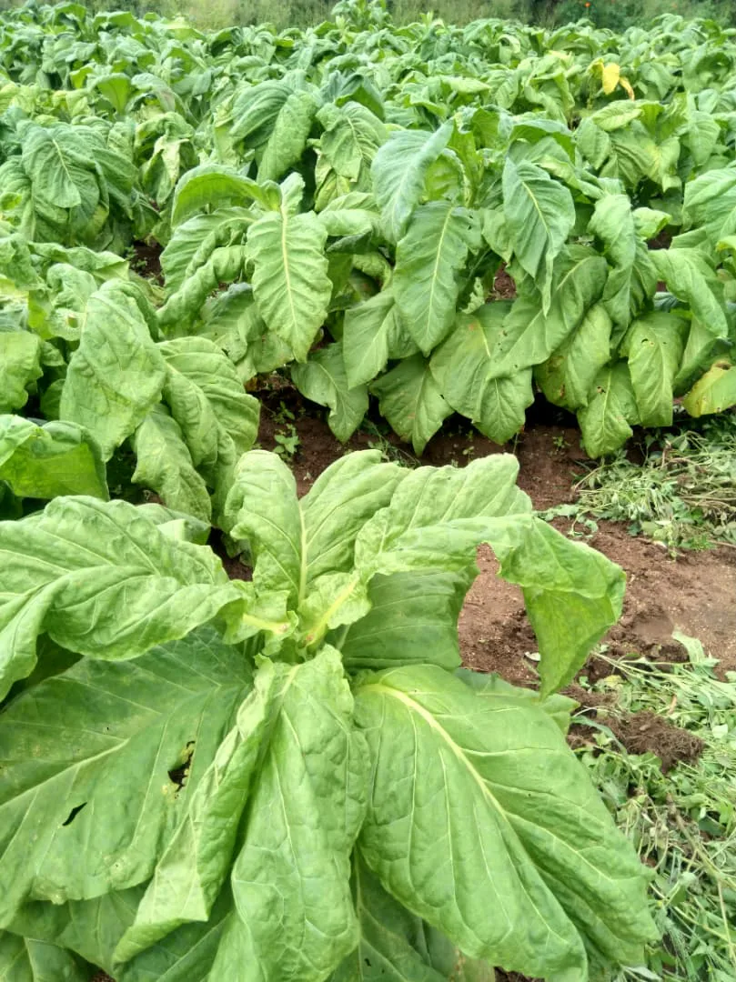 Mature flue-cured Virginia tobacco leaves in a Zimbabwean field