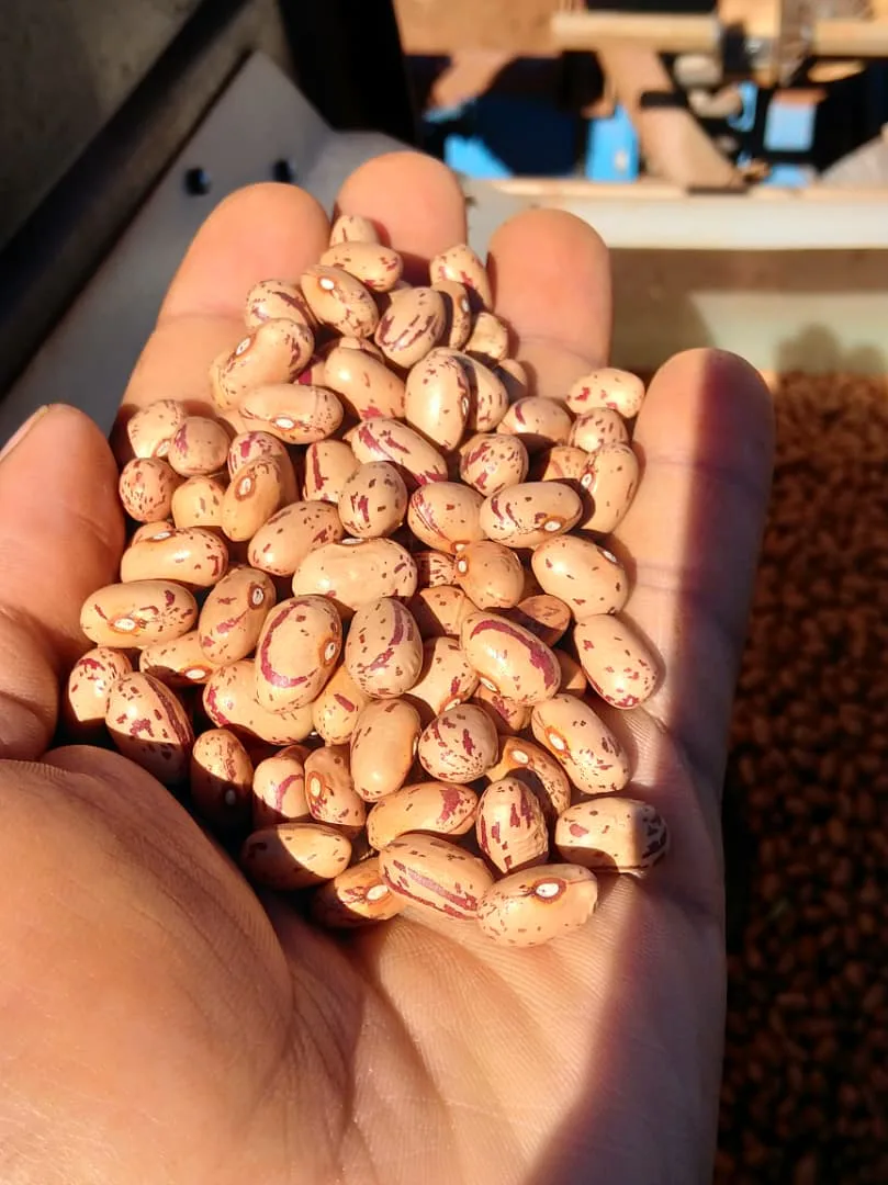 Red speckled sugar beans — cleaned, graded, pulse-grade